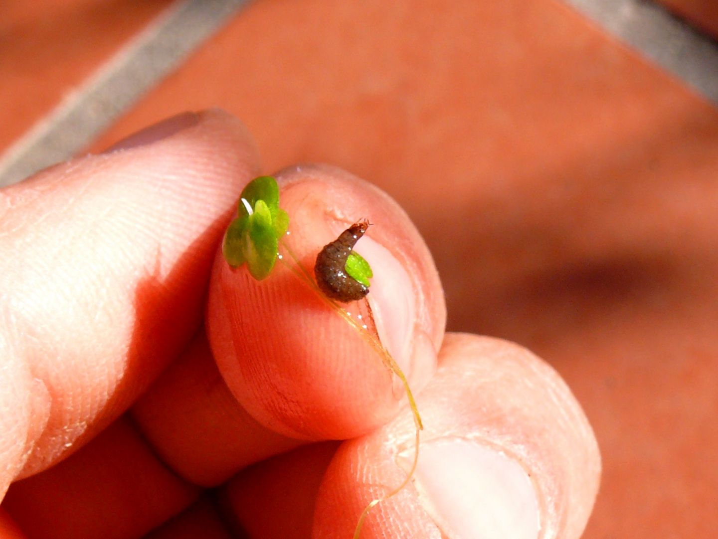 Larva acquatica da identificare